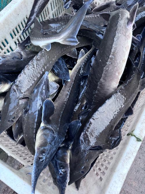 什么地方可以养殖鲟鱼-第1张图片-宁夏农业信息网