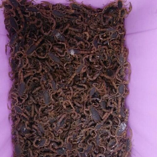 全蝎每公斤价格是多少-第3张图片-宁夏农业信息网