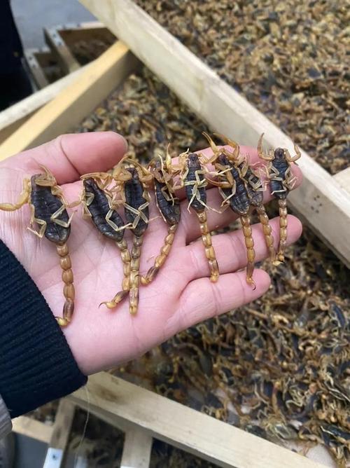 全蝎每公斤价格是多少-第2张图片-宁夏农业信息网