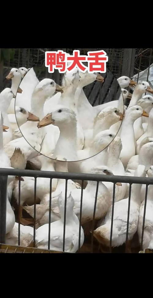 养殖业什么病害最小-第2张图片-宁夏农业信息网