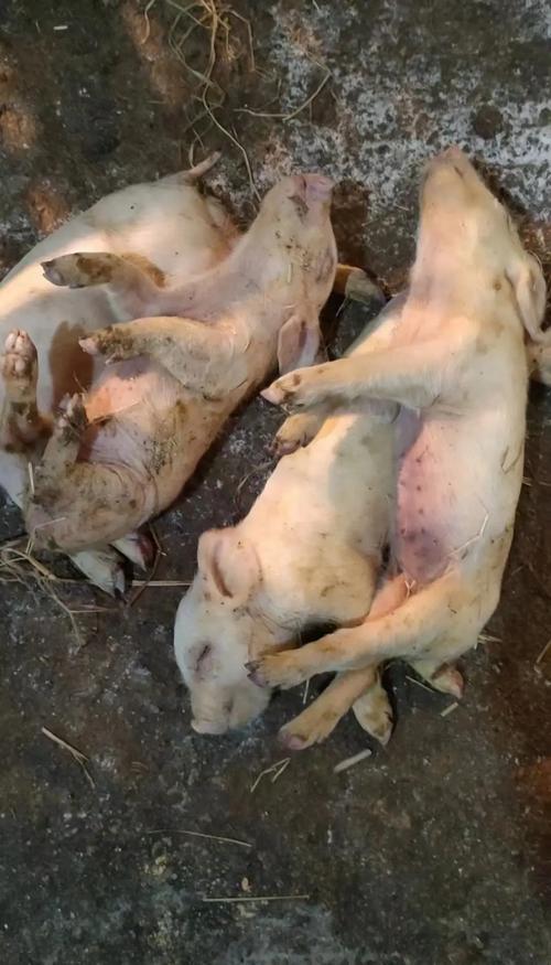 养殖业什么病害最小-第1张图片-宁夏农业信息网