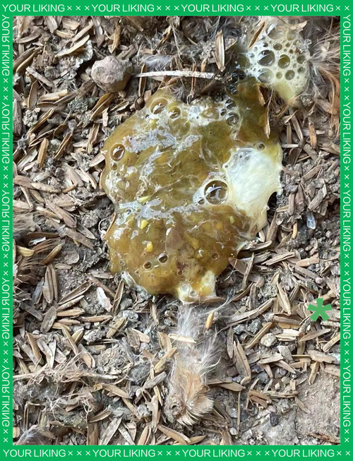 养殖业什么病害最小-第3张图片-宁夏农业信息网