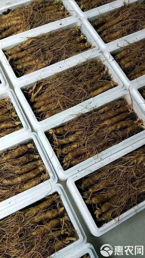 2017园参价格是多少-第1张图片-宁夏农业信息网