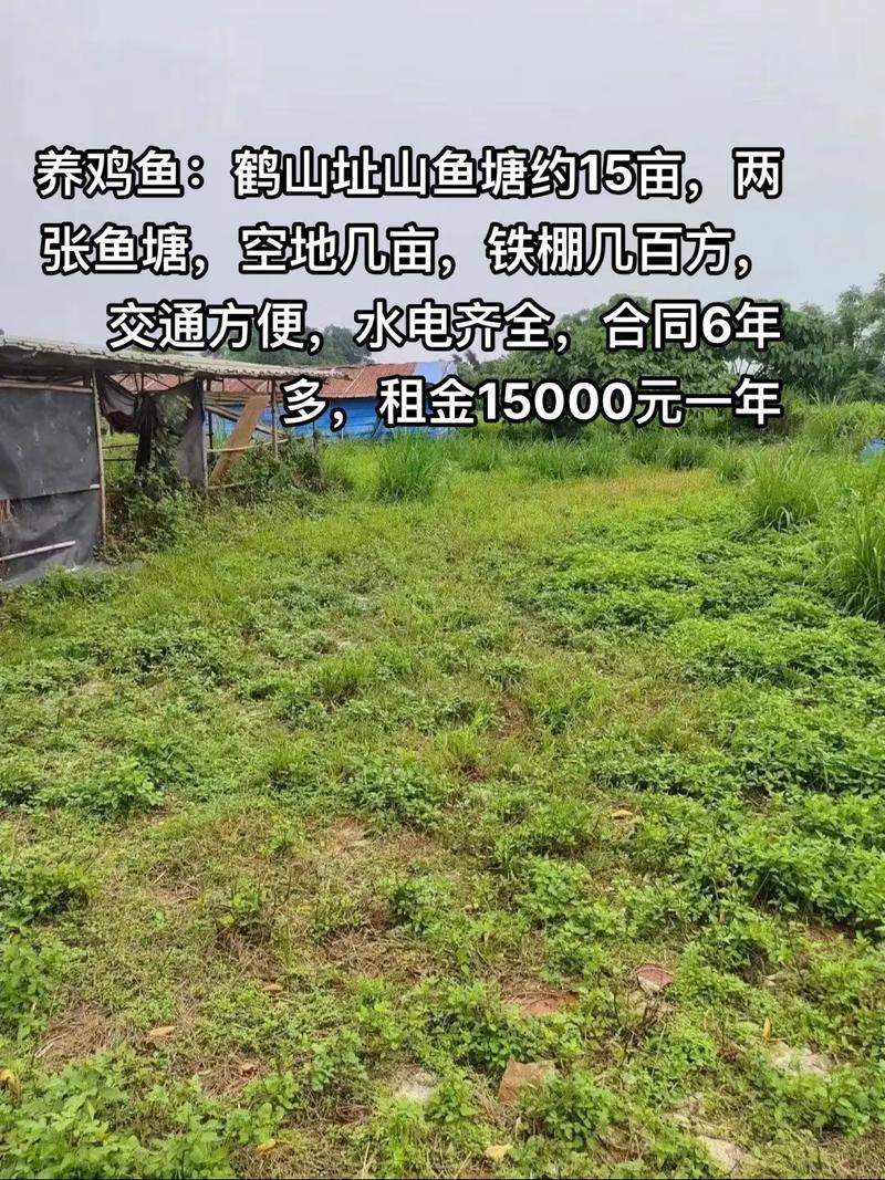 15亩鱼塘养殖什么意思-第1张图片-宁夏农业信息网