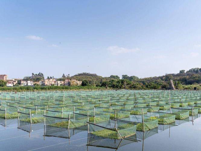 15亩鱼塘养殖什么-第2张图片-宁夏农业信息网