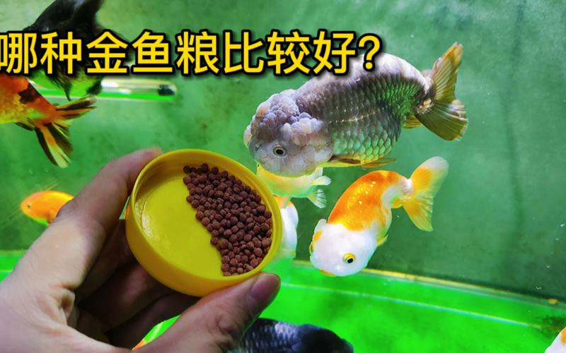 养才鱼喂什么饲料-第2张图片-宁夏农业信息网