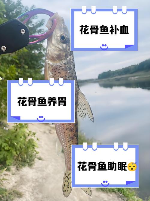 钓花骨鱼用什么饲料-第3张图片-宁夏农业信息网