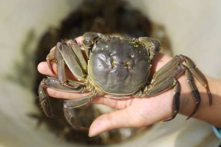 养殖什么螃蟹利润高-第2张图片-宁夏农业信息网