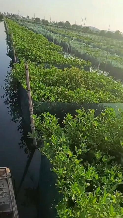 黄鳝养殖配套养什么好-第3张图片-宁夏农业信息网