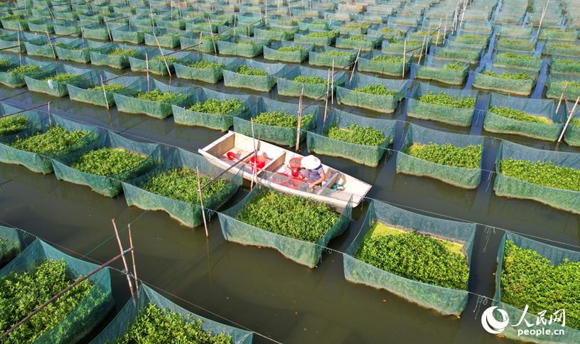 黄鳝养殖配套养什么好-第2张图片-宁夏农业信息网