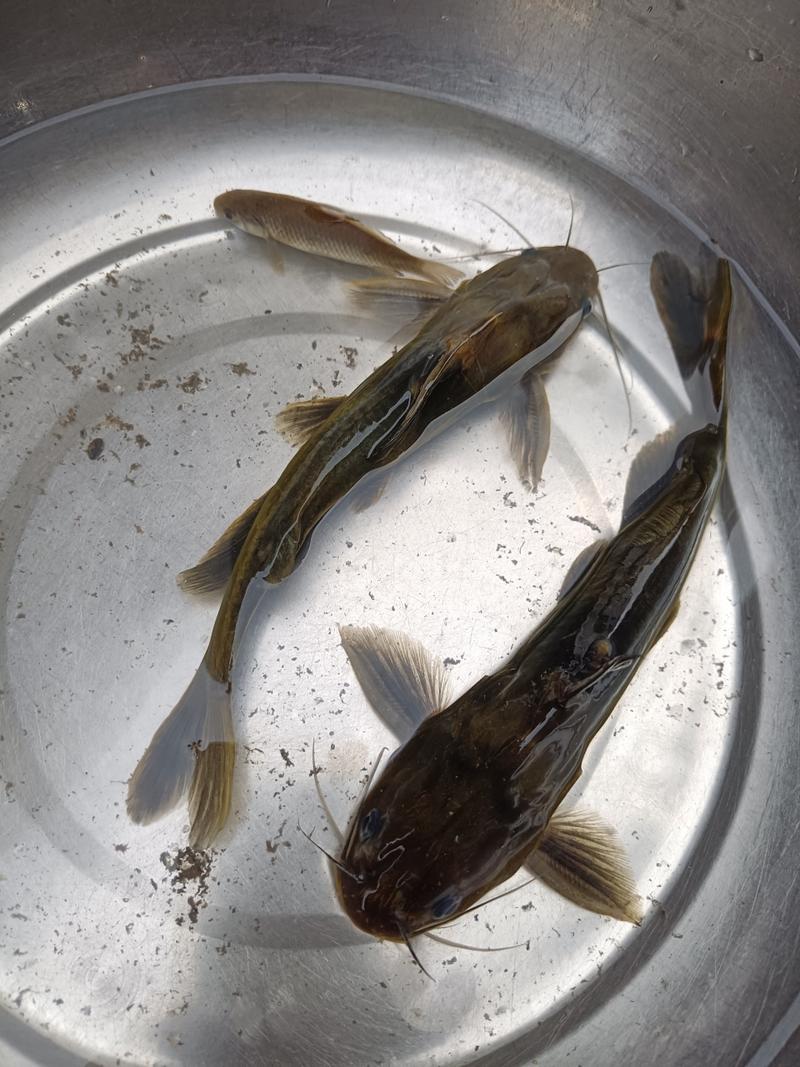 黄颡鱼养殖种什么水草-第1张图片-宁夏农业信息网