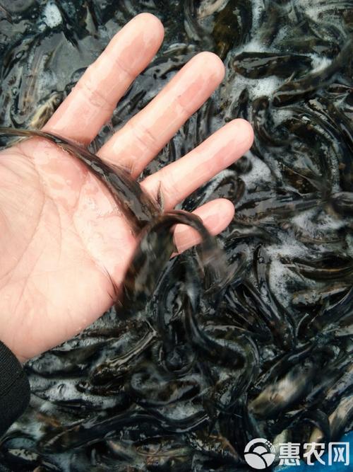 黄颡鱼养殖种什么水草-第3张图片-宁夏农业信息网