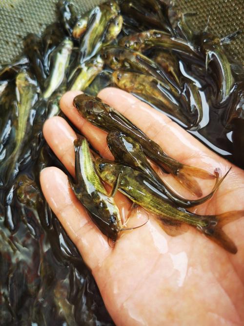 黄颡鱼养殖种什么水草-第2张图片-宁夏农业信息网