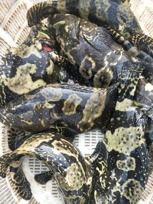 养殖石斑鱼怕什么药-第2张图片-宁夏农业信息网