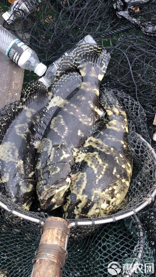 养殖石斑鱼怕什么药-第3张图片-宁夏农业信息网