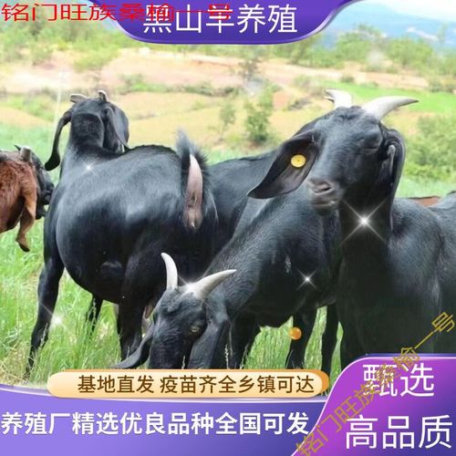 母黑山羊价格多少-第2张图片-宁夏农业信息网