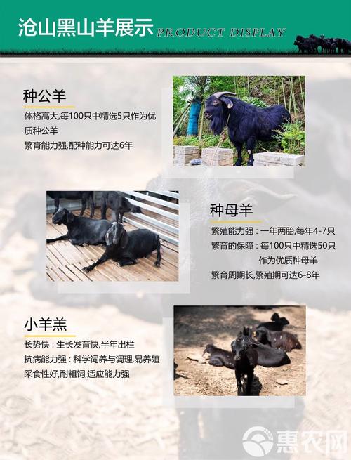 母黑山羊价格多少-第3张图片-宁夏农业信息网