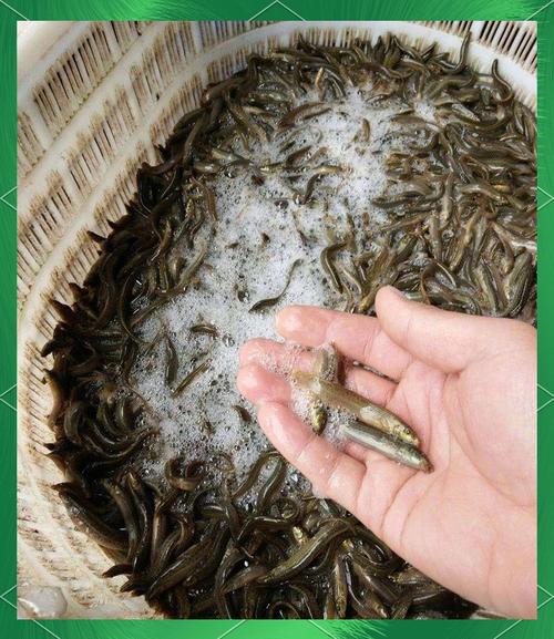 泥鳅养殖前用什么清塘-第1张图片-宁夏农业信息网