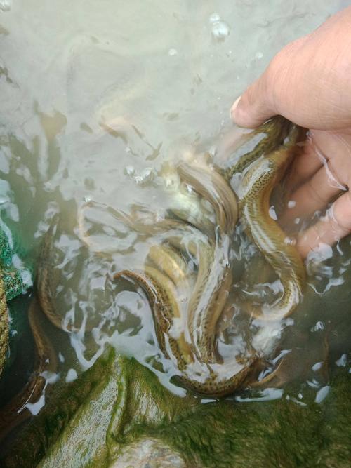 泥鳅养殖前用什么清塘-第2张图片-宁夏农业信息网