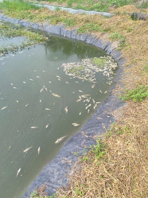 泥鳅养殖前用什么清塘-第3张图片-宁夏农业信息网
