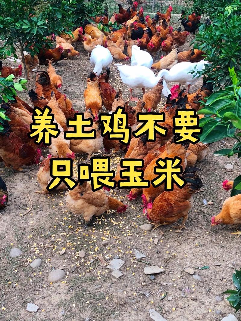 养鸡喂什么饲料肉好吃-第3张图片-宁夏农业信息网