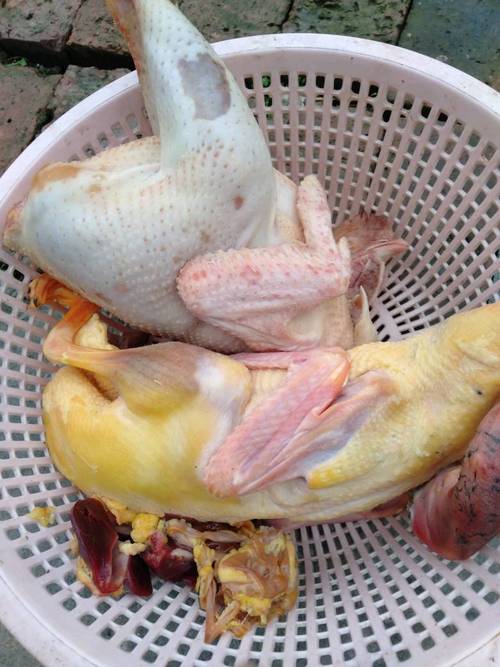 养鸡喂什么饲料肉好吃-第2张图片-宁夏农业信息网