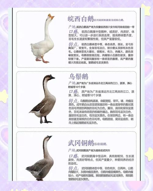 养鹅吃什么饲料-第3张图片-宁夏农业信息网