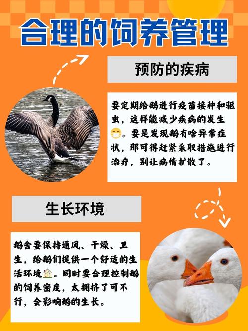 养鹅吃什么饲料-第2张图片-宁夏农业信息网