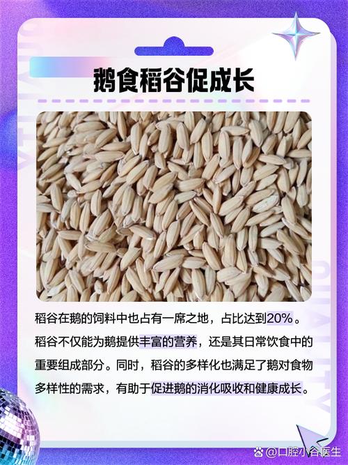 养鹅吃什么饲料-第1张图片-宁夏农业信息网