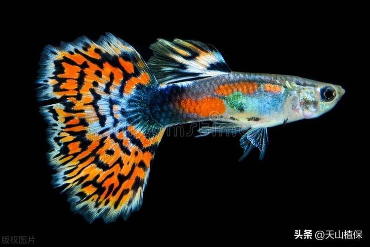 什么水质适合养殖鱼-第3张图片-宁夏农业信息网