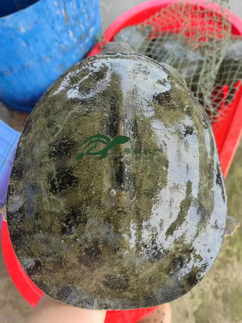 山塘养殖什么鱼好-第2张图片-宁夏农业信息网