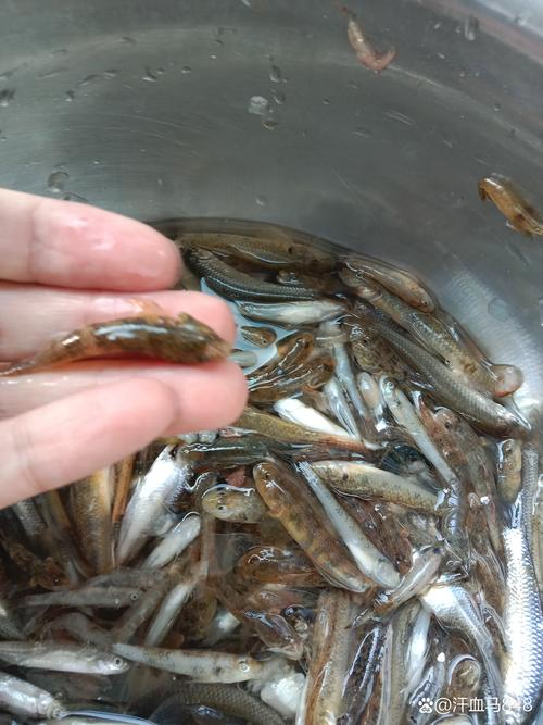 山塘养殖什么鱼好-第3张图片-宁夏农业信息网