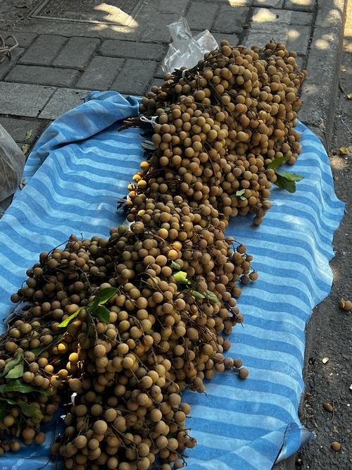 龙眼什么价格多少钱-第2张图片-宁夏农业信息网