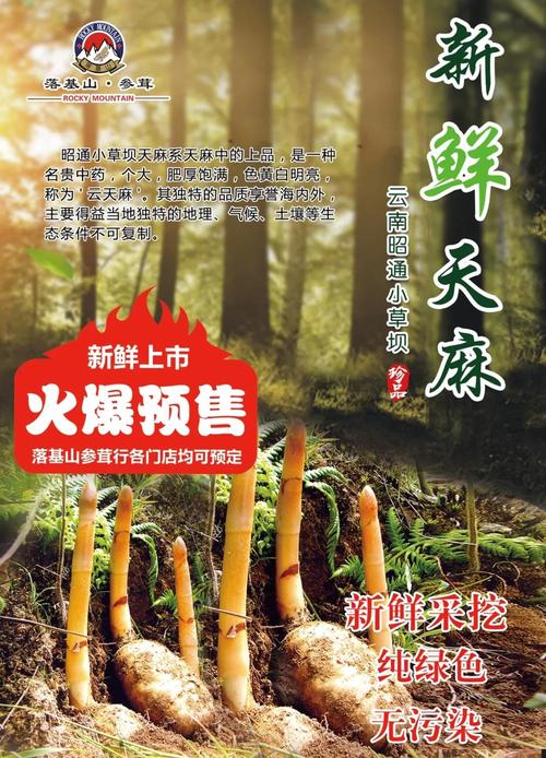 天麻好的价格是多少-第1张图片-宁夏农业信息网