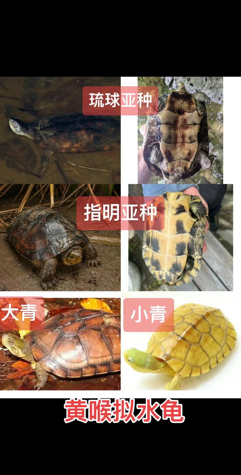 黄喉拟水龟用什么饲料-第3张图片-宁夏农业信息网