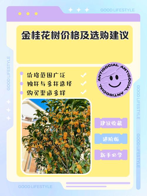 广东桂花树价格多少-第3张图片-宁夏农业信息网 广东桂花树价格多少-第3张图片-宁夏农业信息网