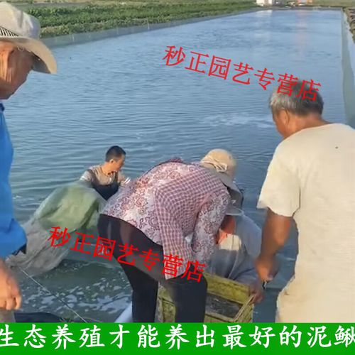 青鳅为什么难养殖-第2张图片-宁夏农业信息网