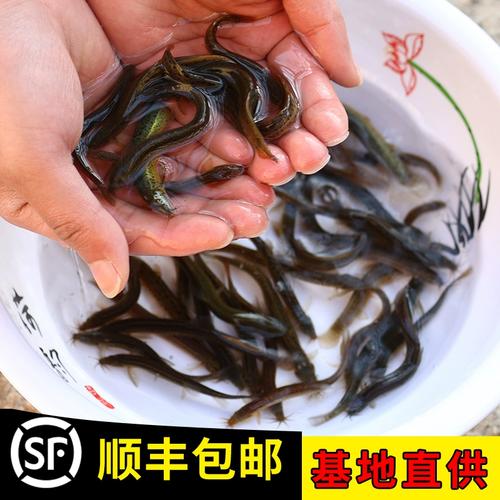 青鳅适合什么地方养殖-第3张图片-宁夏农业信息网 青鳅适合什么地方养殖-第3张图片-宁夏农业信息网