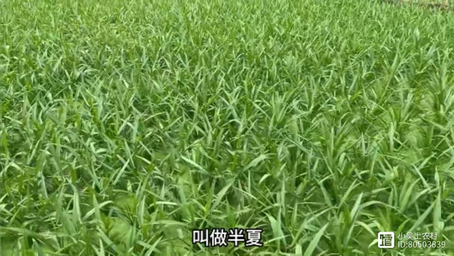 农村收半夏价格是多少-第2张图片-宁夏农业信息网 农村收半夏价格是多少-第2张图片-宁夏农业信息网