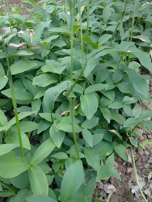 农村收半夏价格是多少-第3张图片-宁夏农业信息网 农村收半夏价格是多少-第3张图片-宁夏农业信息网