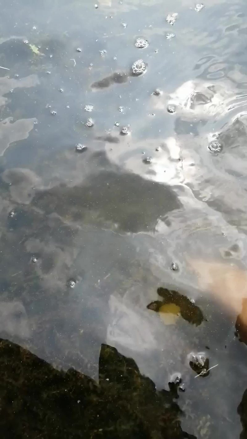 养殖什么水产水质差-第1张图片-宁夏农业信息网