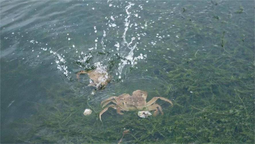 养殖什么水产水质差-第2张图片-宁夏农业信息网