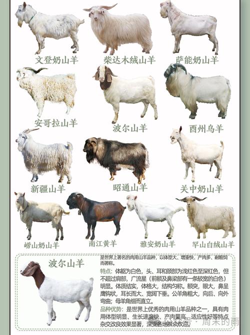湖南种山羊价格是多少-第3张图片-宁夏农业信息网 湖南种山羊价格是多少-第3张图片-宁夏农业信息网
