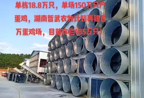 湖南收蛋鸡价格是多少-第2张图片-宁夏农业信息网