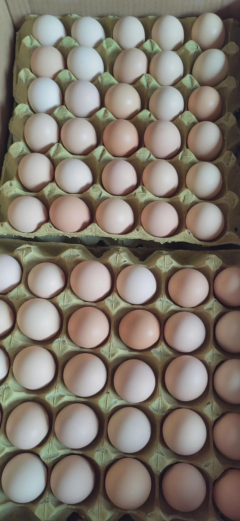 今日辛集鸡蛋价格是多少-第1张图片-宁夏农业信息网