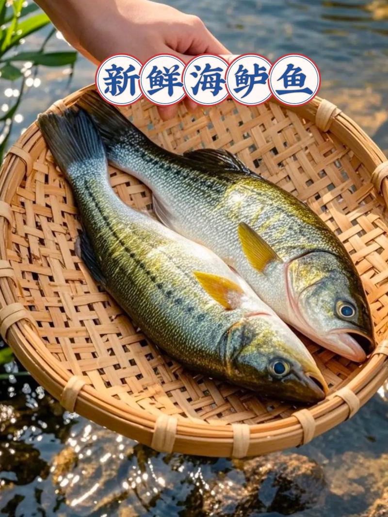 天津鲈鱼的价格是多少-第1张图片-宁夏农业信息网