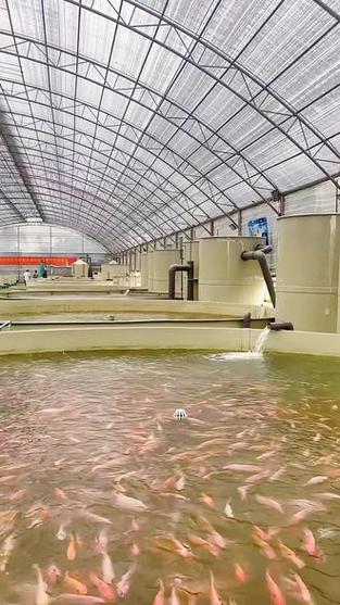 工厂化循环水养殖有什么缺点-第3张图片-宁夏农业信息网 工厂化循环水养殖有什么缺点-第3张图片-宁夏农业信息网