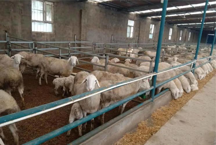 冬天喂羊什么饲料最好-第1张图片-宁夏农业信息网