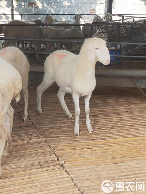 冬天喂羊什么饲料最好-第3张图片-宁夏农业信息网