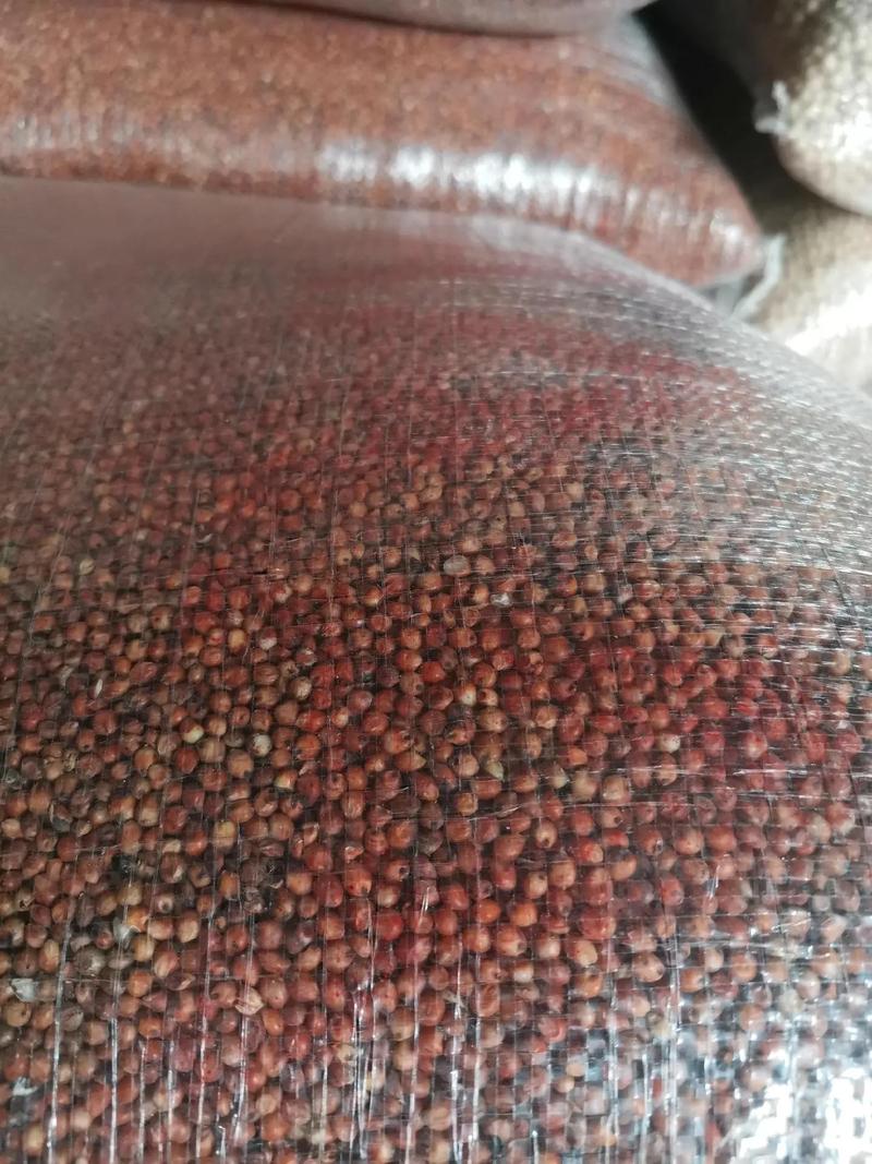 白鹆一般用什么时候饲料-第1张图片-宁夏农业信息网